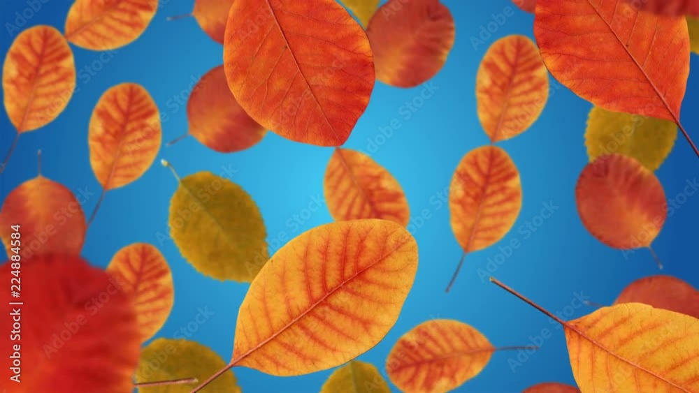 Yellow and red autumn leaves falling down on blue sky background Yellow and red autumn leaves falling down on blue sky background