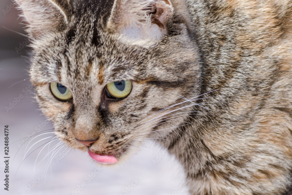gray cat licking gray cat licking