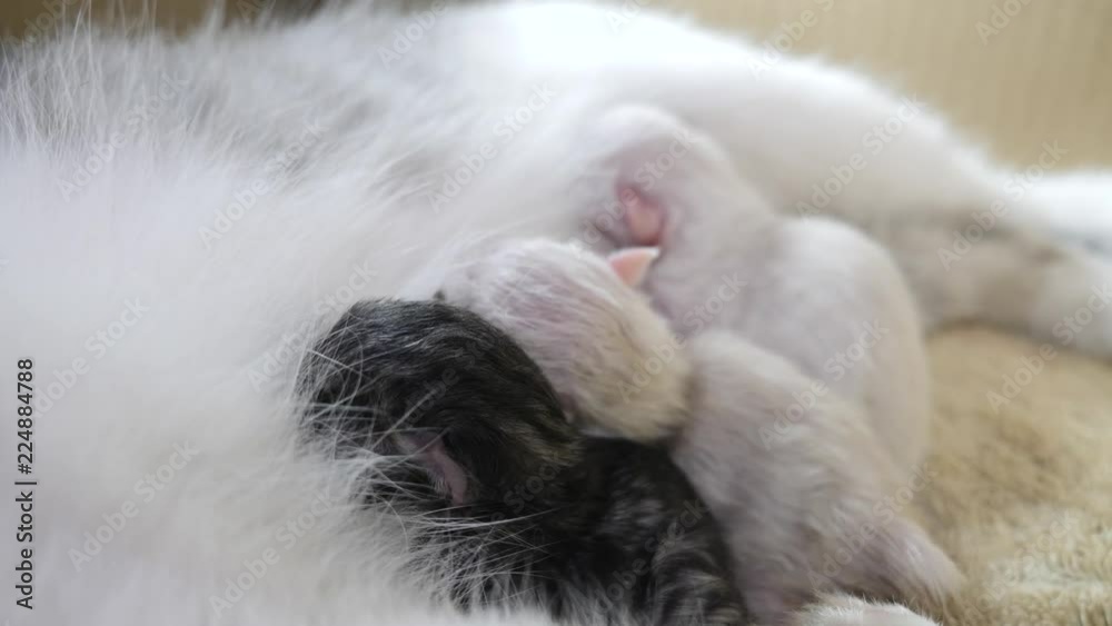 Cat feeding cute little kittens at home. lifestyle small newborn the kittens. Lovely kittens sleeping together in isolated white background. small kitten with mother close up concept Cat feeding cute little kittens at home. lifestyle small newborn the kittens. Lovely kittens sleeping together in isolated white background. small kitten with mother close up concept