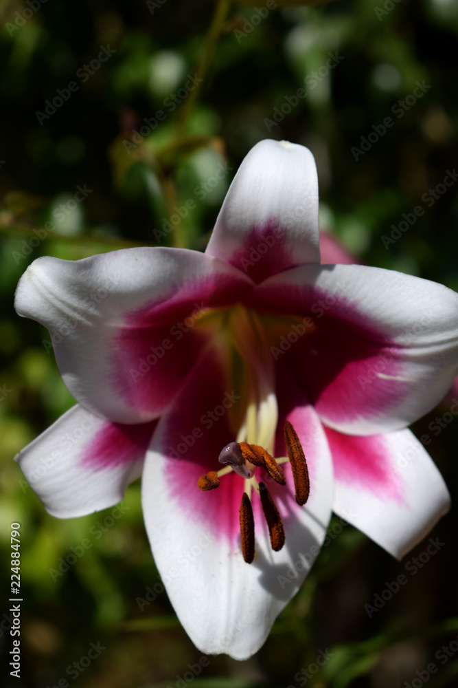 Bonita flor de lirio blanco y rosa con el fondo verde de jardín Stock Photo  | Adobe Stock