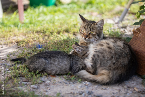 Little kitten with her mom lie on the grass. Beautiful bokeh © A_Skorobogatova