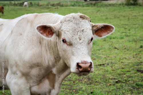Rind, Rinder, Kuh, Kühe auf der Weide, Koppel  © boedefeld1969