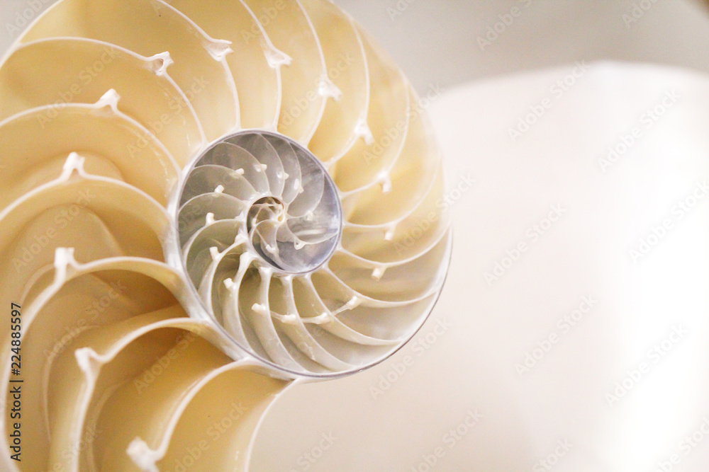 Obraz premium Aufgeschnittene Muschel