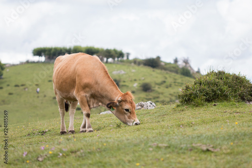 Vaca pastando en una colina verde © Adrian