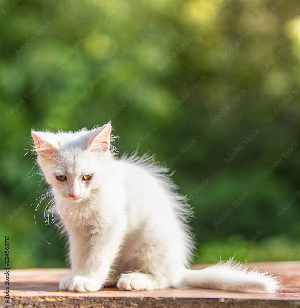 White funny little kitten in the morning light. Green blurry background