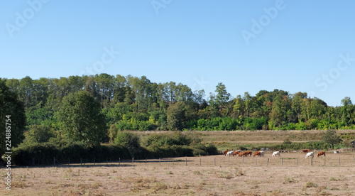 Cattle and farming in the Loire valley