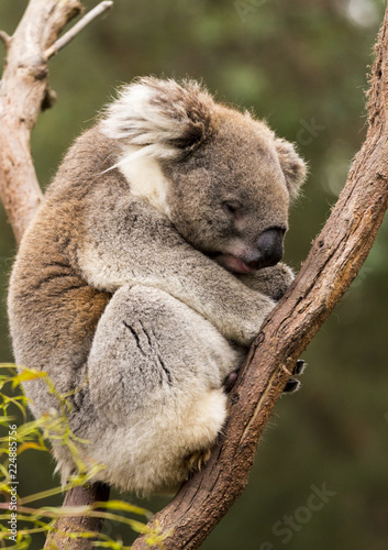 Sleeping koala in gum tree