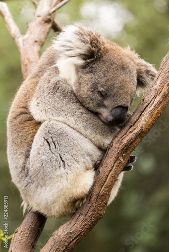 Fototapeta Naklejka Na Ścianę i Meble -  Sleeping koala in gum tree