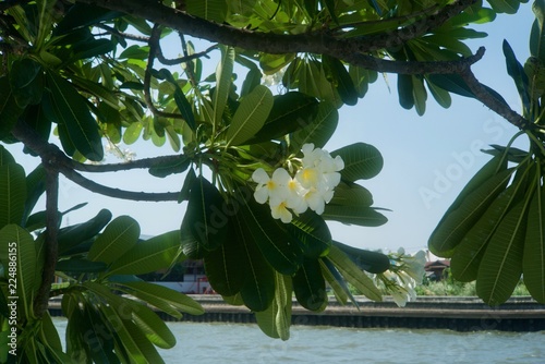 Flowers in the garden