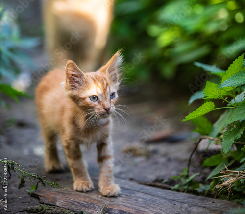 Red kitten in the grass on blurred green background at the morning. © A_Skorobogatova