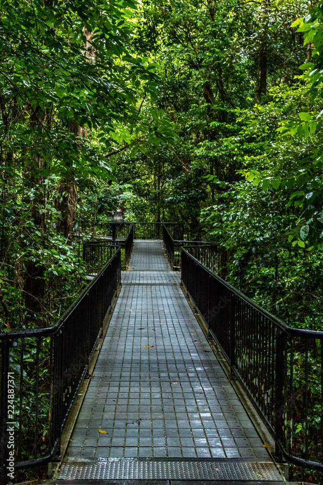 Suspended bridge walkway through tropical rainforest Suspended bridge walkway through tropical rainforest