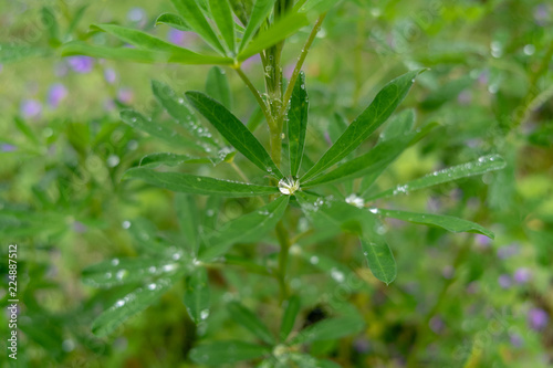 Leaves