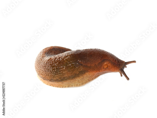 The small snail Dusky Arion fuscus isolated on white background