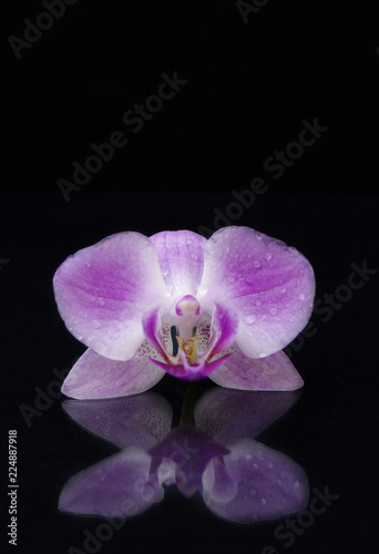 Single purple orchid flower on black background with reflection and copy space 