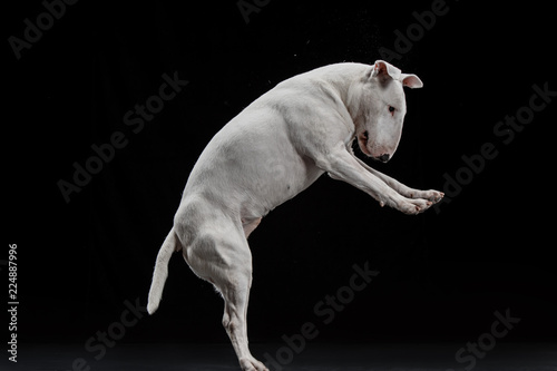 Bull Terrier type Dog on black studio background