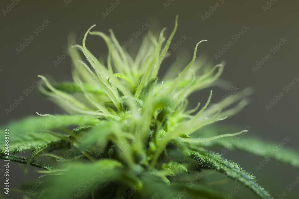 marijuana flower blooming medical cannabis plant marijuana flower blooming medical cannabis plant