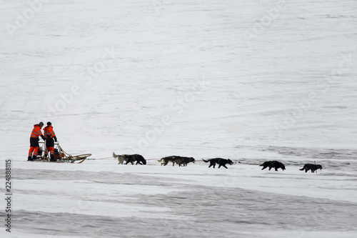 Chien d'attelage, Chien de traîneau, musher, Husky, Spitzberg, Svalbard photo