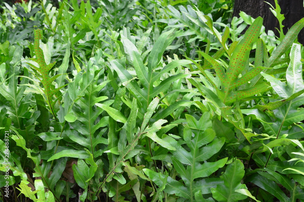 spores and sorus under leaf of phymatodes scolopendria (monarch fern) spores and sorus under leaf of phymatodes scolopendria (monarch fern)