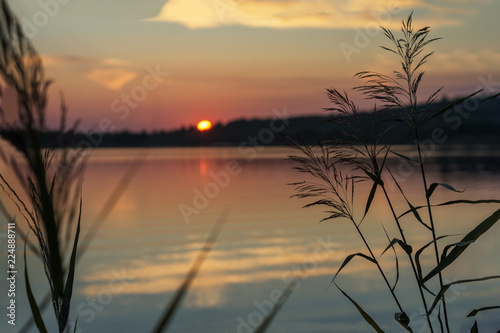 Reed on the background of a sunset
