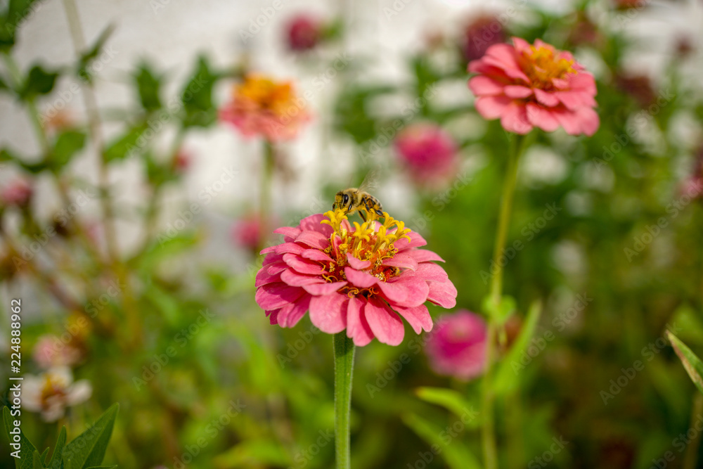 Obraz premium Bees and Flowers, Bee, pollenate, zinnia