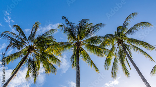 Scenic view of palm trees on tropical beach