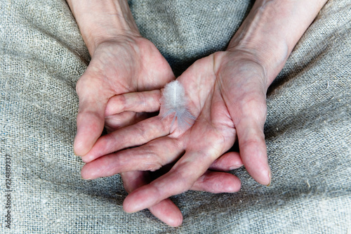 A light feather on the hand of an old woman.