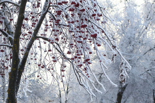 beautiful Winter natural background with red rowan berries in snow. snowy frozen rowan trees. cold weather. new year, christmas holidays. festive winter season