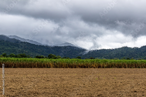Tropical cane fields against mountain and cloudy sky