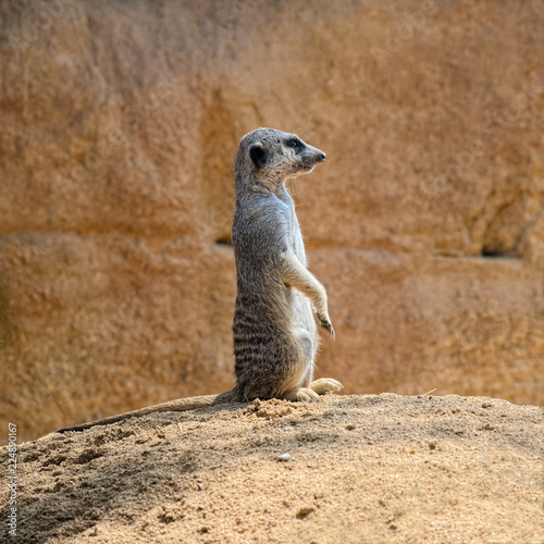 Single meerkat (species: Suricata suricatta) is standing on ground and watching what's going around. © Vitaly