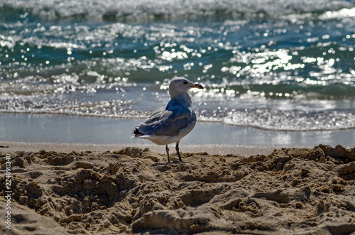 Mallorca - Es Trenc beach