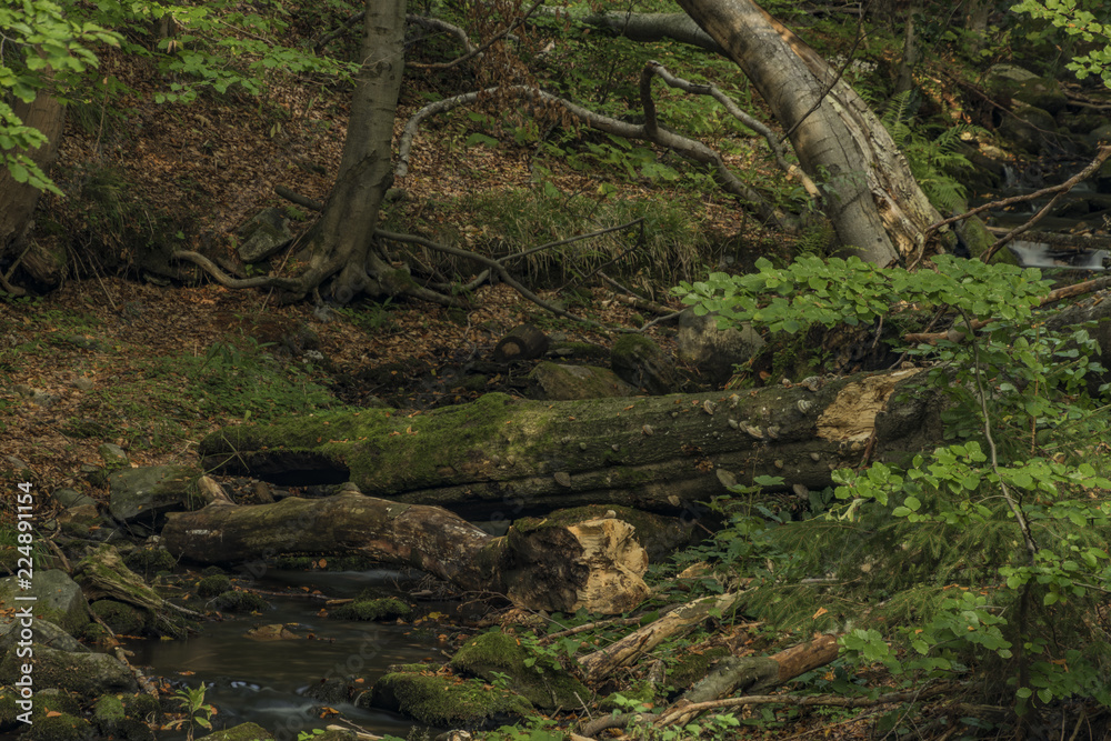 Creek in Kouty nad Desnou village in summer day Creek in Kouty nad Desnou village in summer day