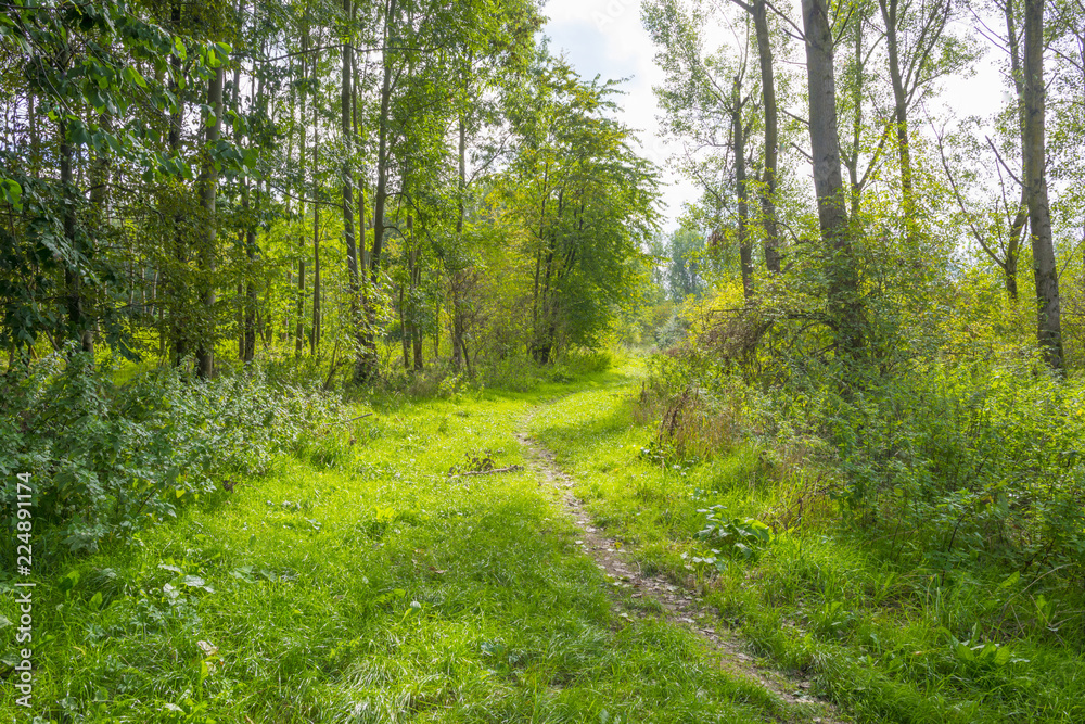 Fototapeta premium Sandy path in a forest in sunlight at fall