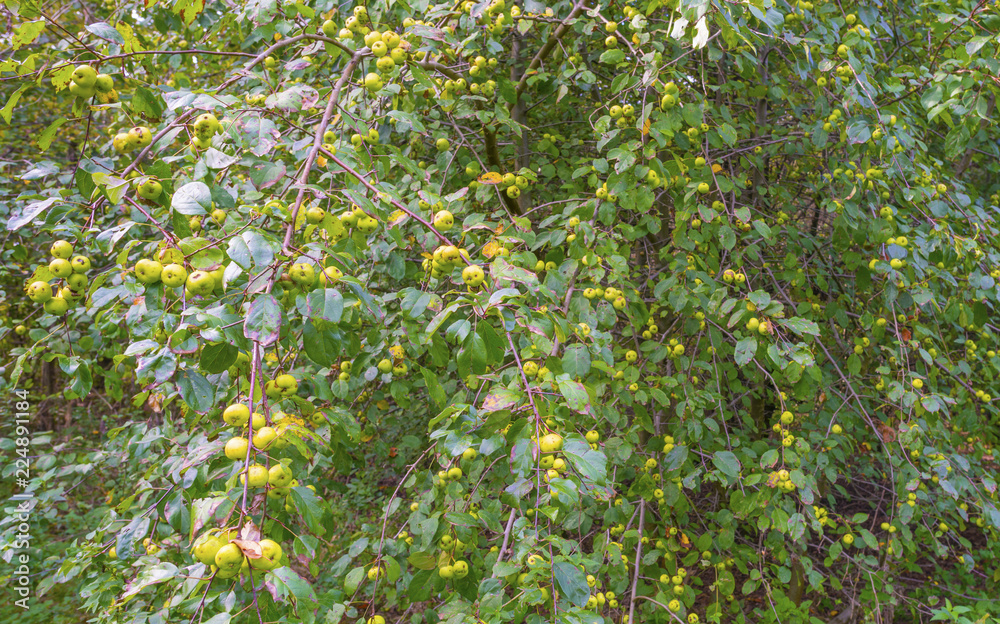 Apple tree in a forest at fall Apple tree in a forest at fall