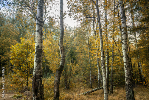 Fototapeta Naklejka Na Ścianę i Meble -  forest in autumn