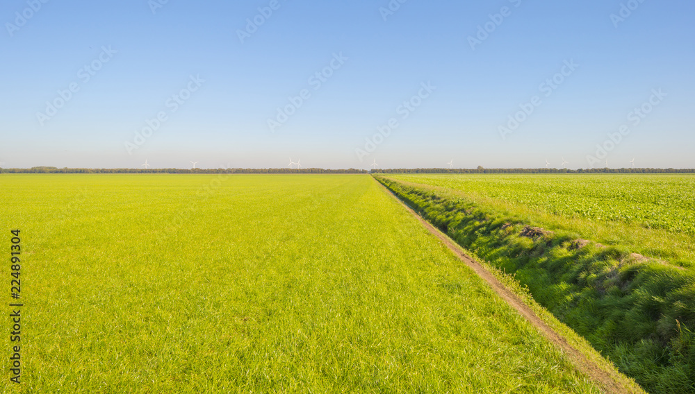 Green farmland with vegetables below a blue sky at fall