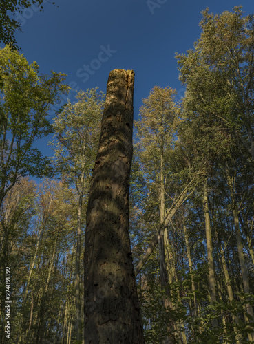 Forest in Jeseniky mountains in summer nice day photo