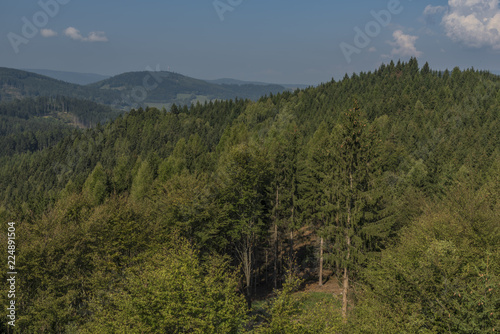 Forest in Jeseniky mountains in summer nice day