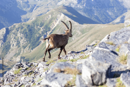 Un bouquetin sur crête dans le Mercantour © WildEssence