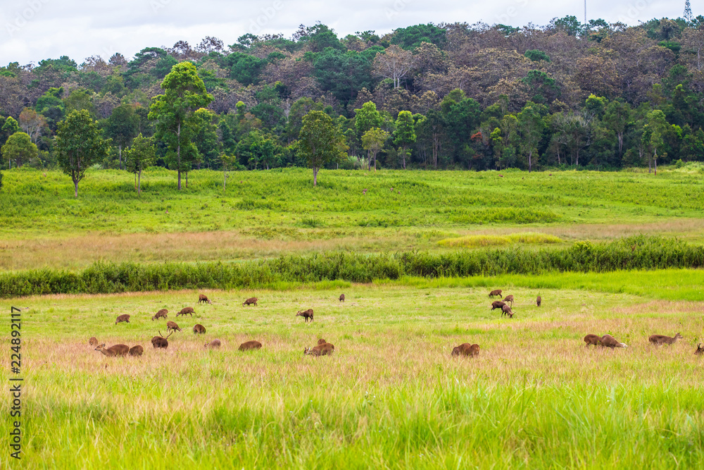 The deers in the wildlife sanctuary of Thailand.