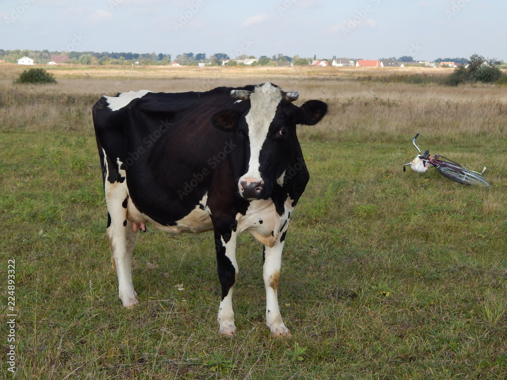 cow black