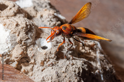 Ceriana wasp macro is nesting photo