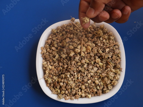 Tribulus terrestris fruit Gokhru,The seeds of devil's thorn (Tribulus terrestris plant) on white background, Gokhru Seeds on Wooden Background,Gokhru,Bindii,Tribulus terrestris photo