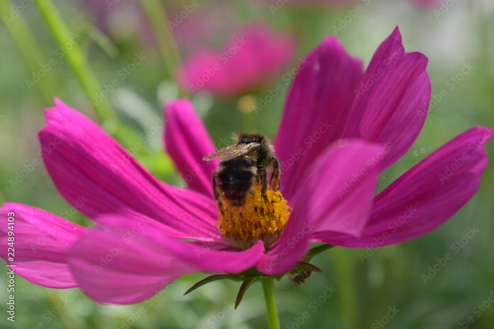 Bumble bee pollinating a beautiful, pink flower on a sunny day Bumble bee pollinating a beautiful, pink flower on a sunny day