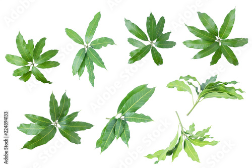 Green leaves of mango isolated on gray background  clipping path..