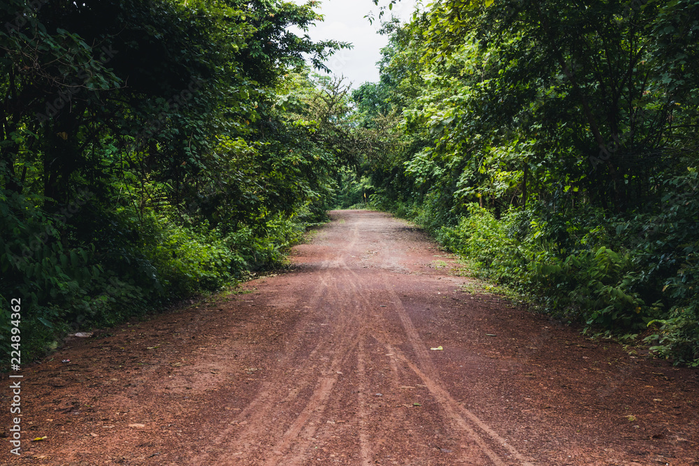 Fototapeta premium walkway in mysterious forest, color effect dark.