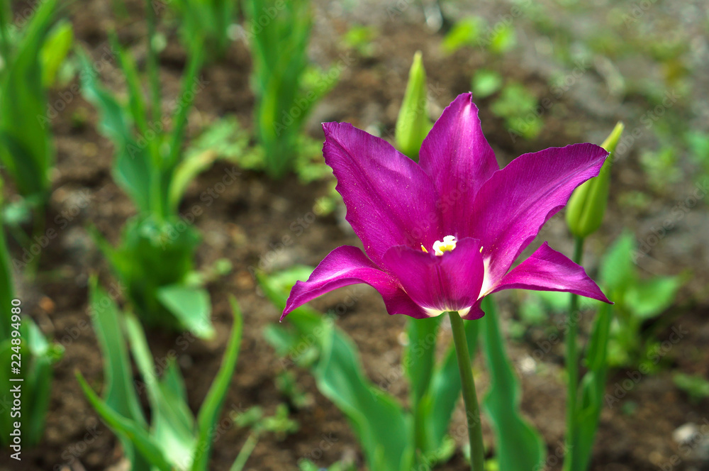 Purple Tulip. Spring flower Tulip purple. Purple Tulip. Spring flower Tulip purple.