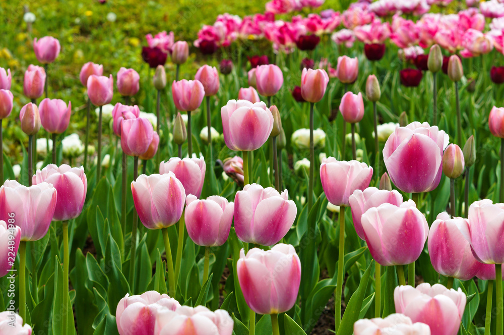 Pink tulips. Spring flowers tulips pink.