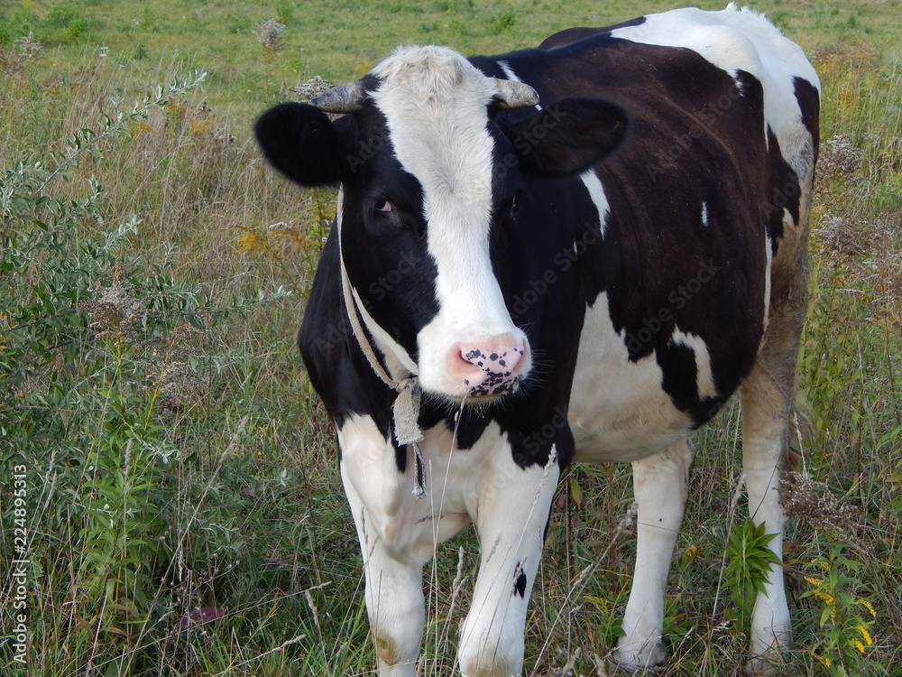 cow black with white spots
