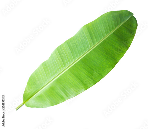 banana leaf Isolated on white background with clipping path.