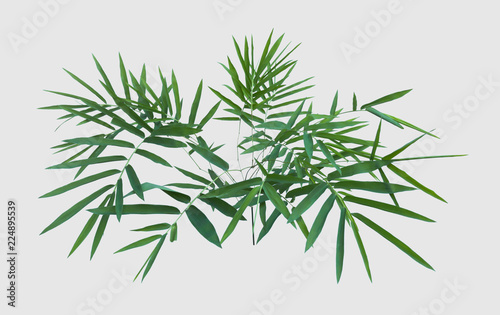 bamboo isolated on gray background with clipping path